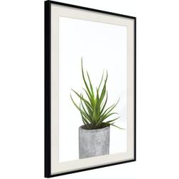 Arkiio Affisch Haworthia [Poster] 40x60 Poster